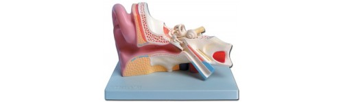 Organes Sensoriels: Yeux et Oreille 