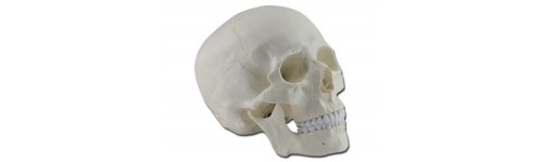 Crâne Humain