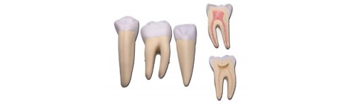 Modèles Dentaires