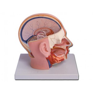 DISSECTION  DE  LA  TETE