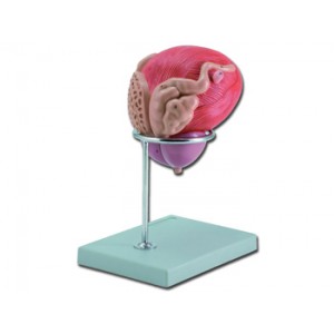 VESSIE  URINAIRE  MASCULIN AVEC  PROSTATE