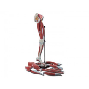 MUSCLES   DES  JAMBES