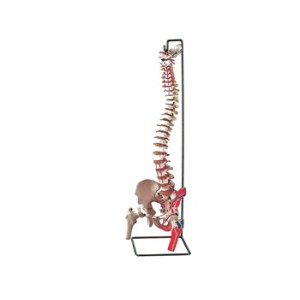 COLONNE  VERTEBRALE - avec fémurs + muscles