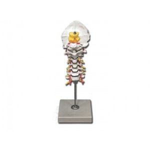 COLONNE VERTEBRALE  CERVICALE