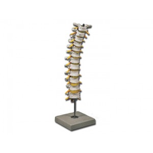COLONNE VERTEBRALE  THORACIQUE