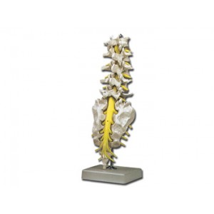 COLONNE  VERTEBRALE  LOMBAIRE