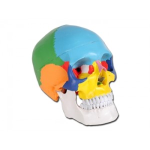 CRANE  HUMAIN  COLORE  1X  -  3 parties