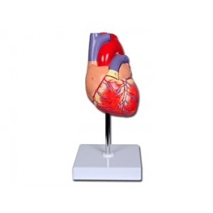 MODÈLE COEUR LINE VALUE 1X - 2 parts Monté 