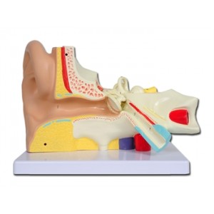 MODELE  OREILLE  LINE  VALUE  -  3X  -  3 parts